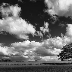 photo "The old oak..."