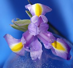 photo "***"