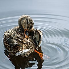 photo "Clean Duck"