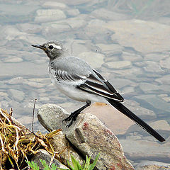 photo "wagtail"