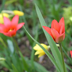 photo "Spring"