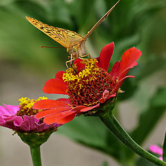 фото "Перламутровка пандора (лат. Argynnis pandora)"