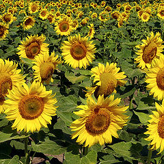 photo "Carpet with suns"