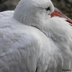 фото "Big bird."