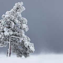 фото "Метелица"