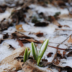 photo "Spring"