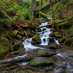 photo "Forest silence"