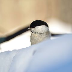 photo "Parus montanus 05"