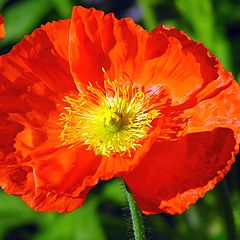 фото "Poppy"