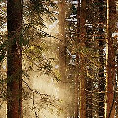 фото "Снег кружится, летает, летает..."