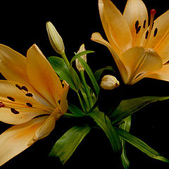 photo "Family Liliaceae"
