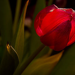 photo "Scarlet"