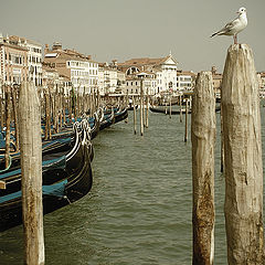 photo "Venice"