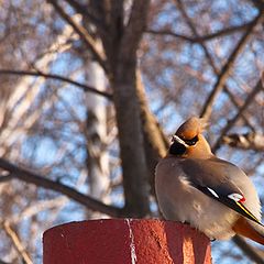 фото "Bird"