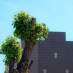 photo "Urban tree"