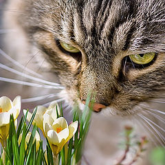 фото "Тимошкина весна"