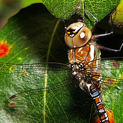 photo "Dragonfly study"