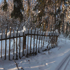 фото "Лесная изгородь"