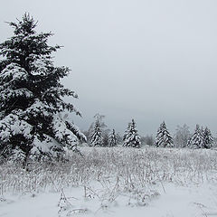 фото "Лесной хоровод"