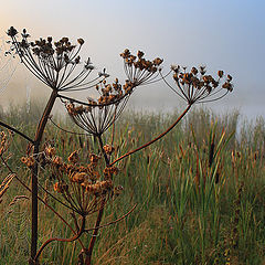 photo "утро, природа, камыш, туман, паутина"