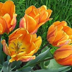 photo "Fiery tulips"