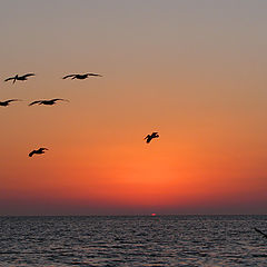 photo "Pelicans at Sunset"