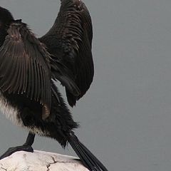 фото "the cormorant"