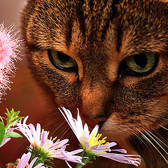 photo "Flowers for Liza"