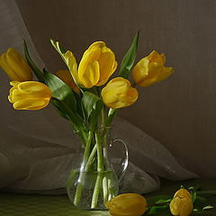 photo "About yellow tulips..."