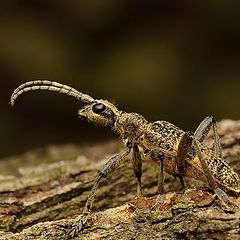 photo "Rhagium mordax"