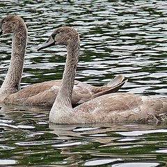 photo "Siblings"