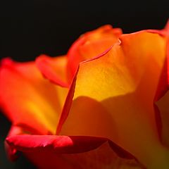 фото "Backlit Bud"