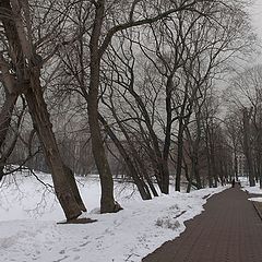 фото "Весенняя графика старых деревьев."