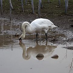 фото "Прикинуться верблюдом ))"