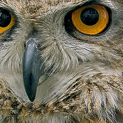 photo "Eyes Of An Owl"