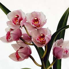 фото "orchid"