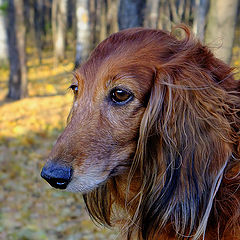 photo "Autumn mood"