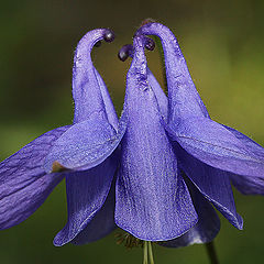 photo "Jester cap"