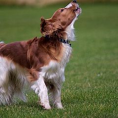 фото "Welsh Springer Spaniel"