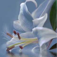 photo "***"