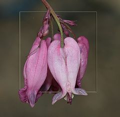 photo "Pink tones"