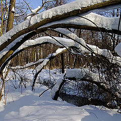 фото "Согбенные"