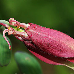 photo "***"