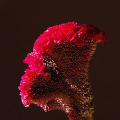 photo "Celosia"