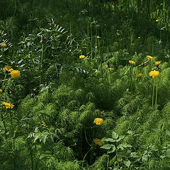 photo "in forest"