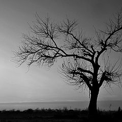 photo "lonely tree"
