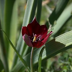 фото "Wild Tulip"