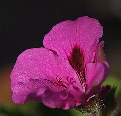 photo "Shadow On The Wall"