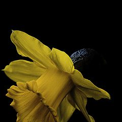 фото "Daffodil"