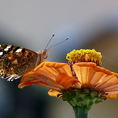 фото "Vanessa cardui  - Репейница"